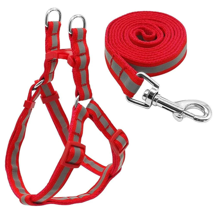 Dog Leash